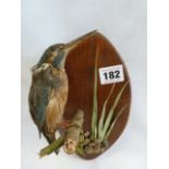 Taxidermy - mounted Kingfisher