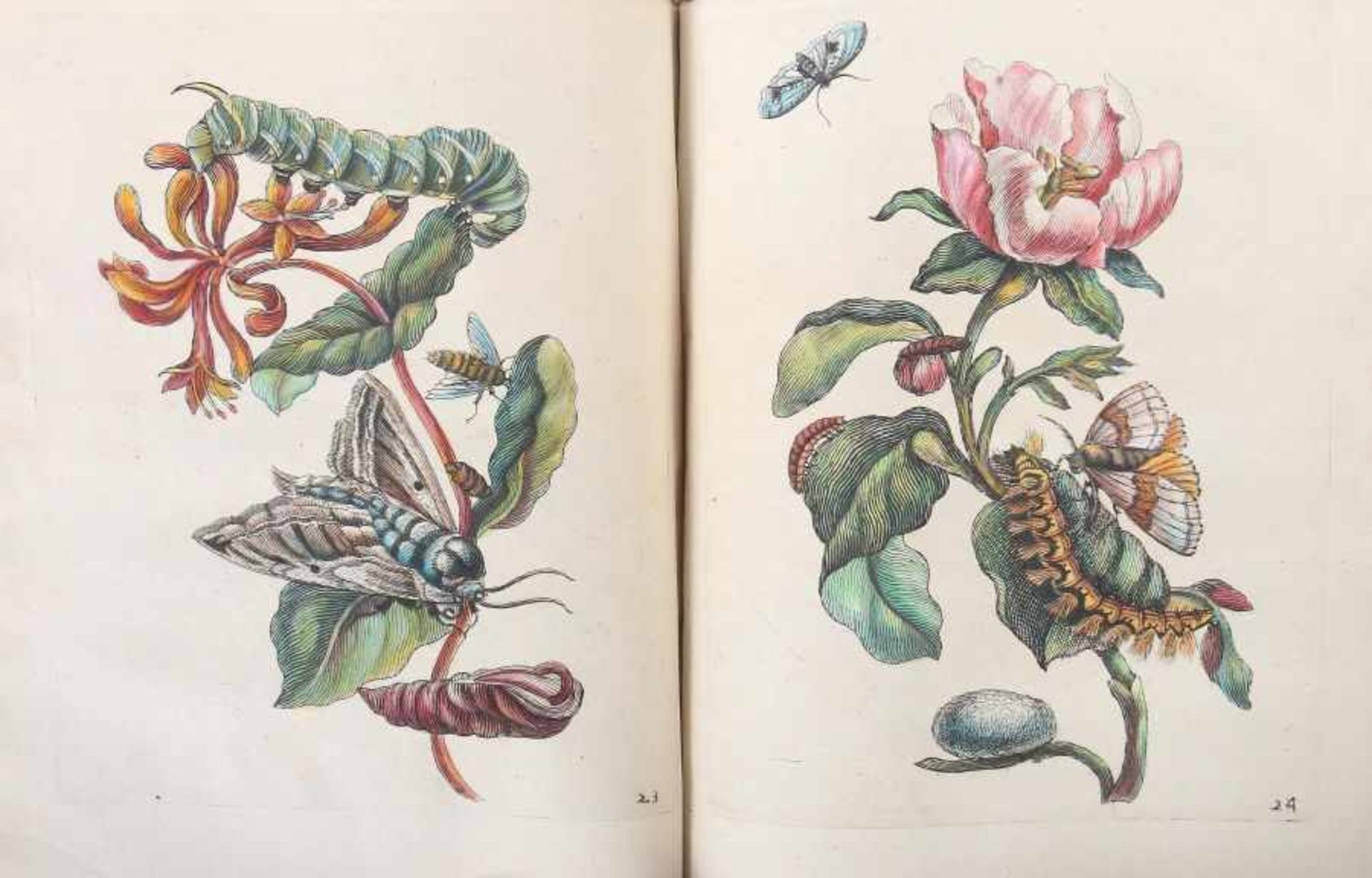 Merian, Maria Sybilla - Bild 8 aus 15