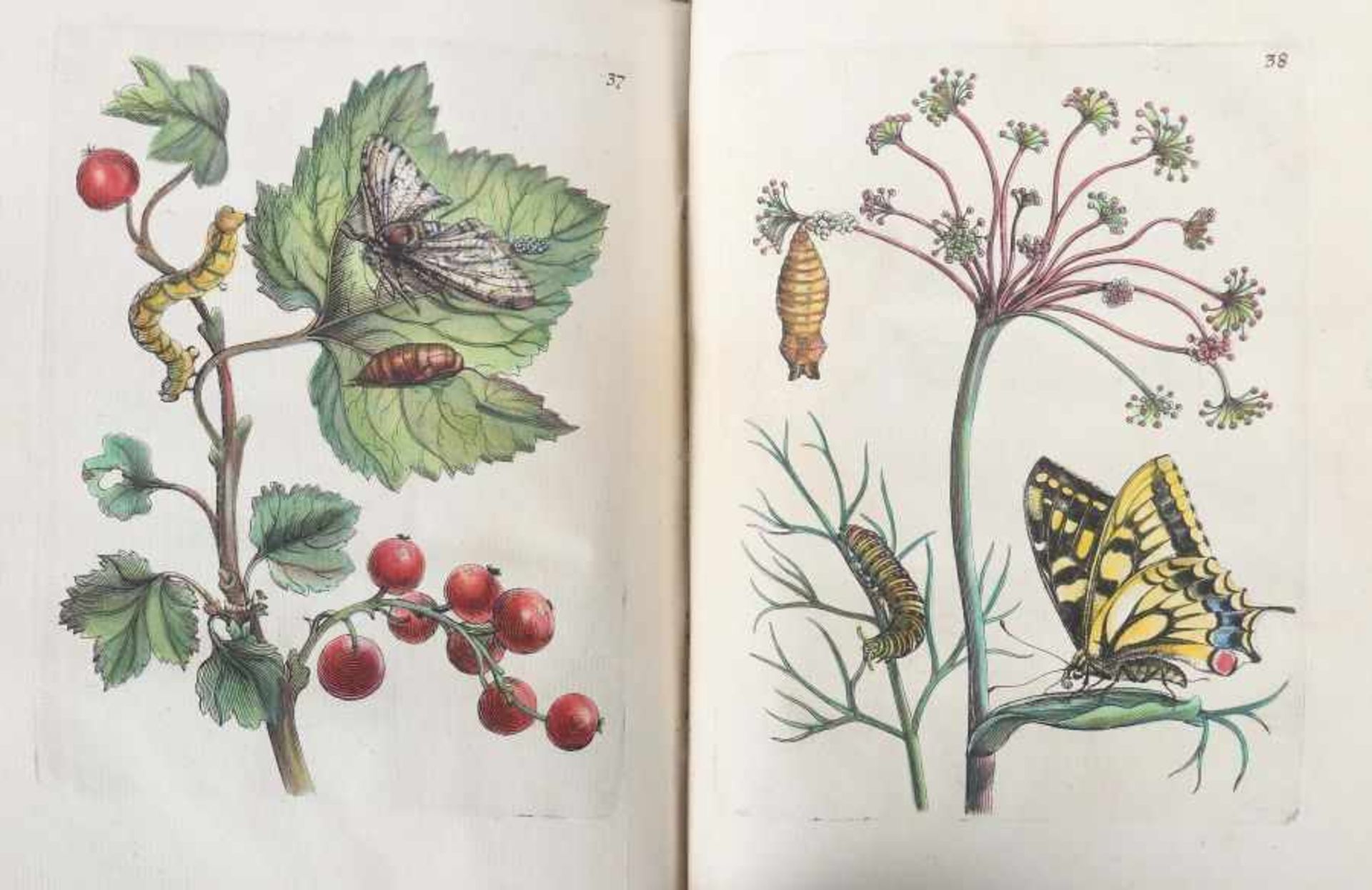 Merian, Maria Sybilla - Bild 10 aus 15