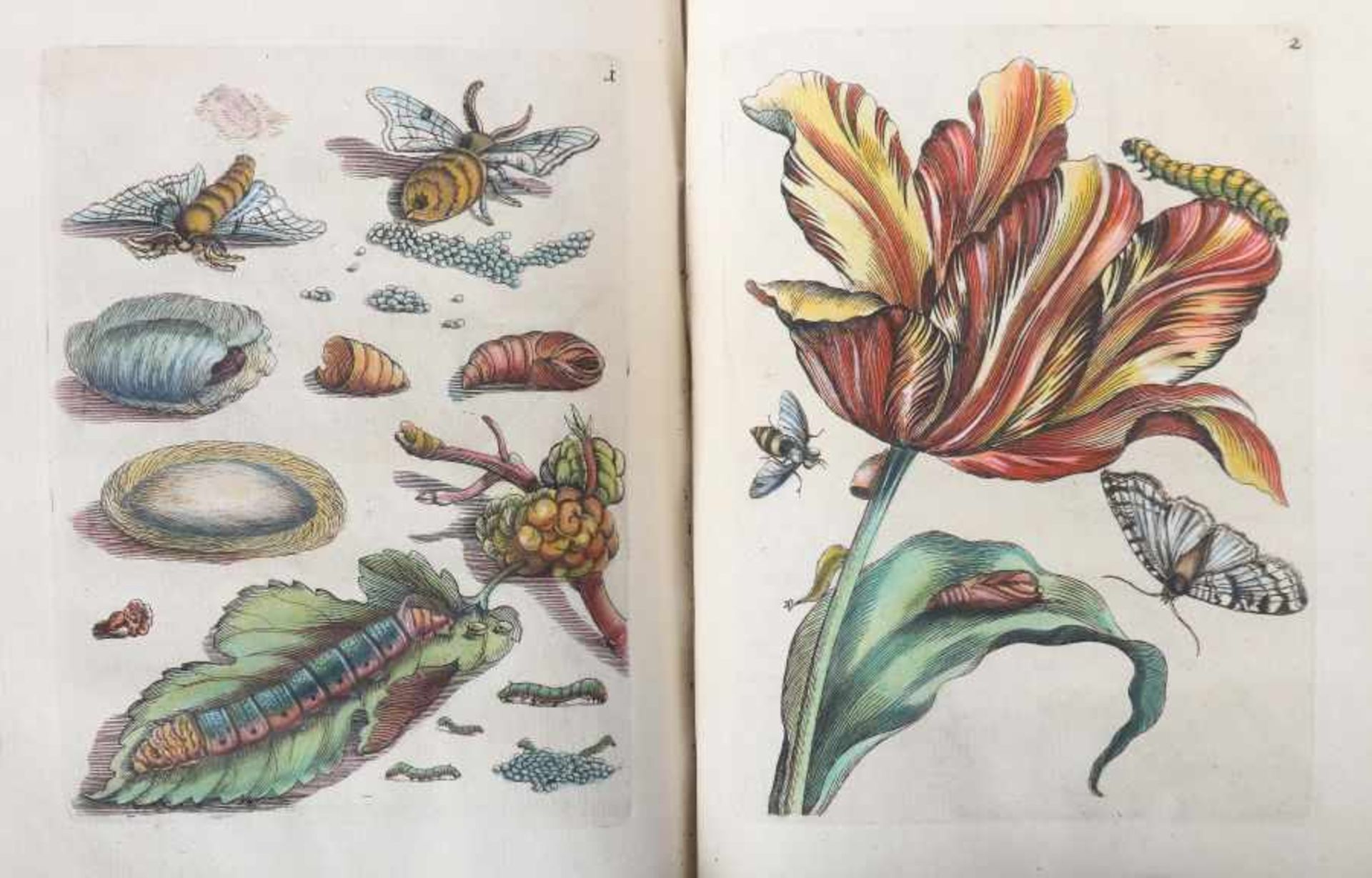 Merian, Maria Sybilla - Bild 9 aus 15