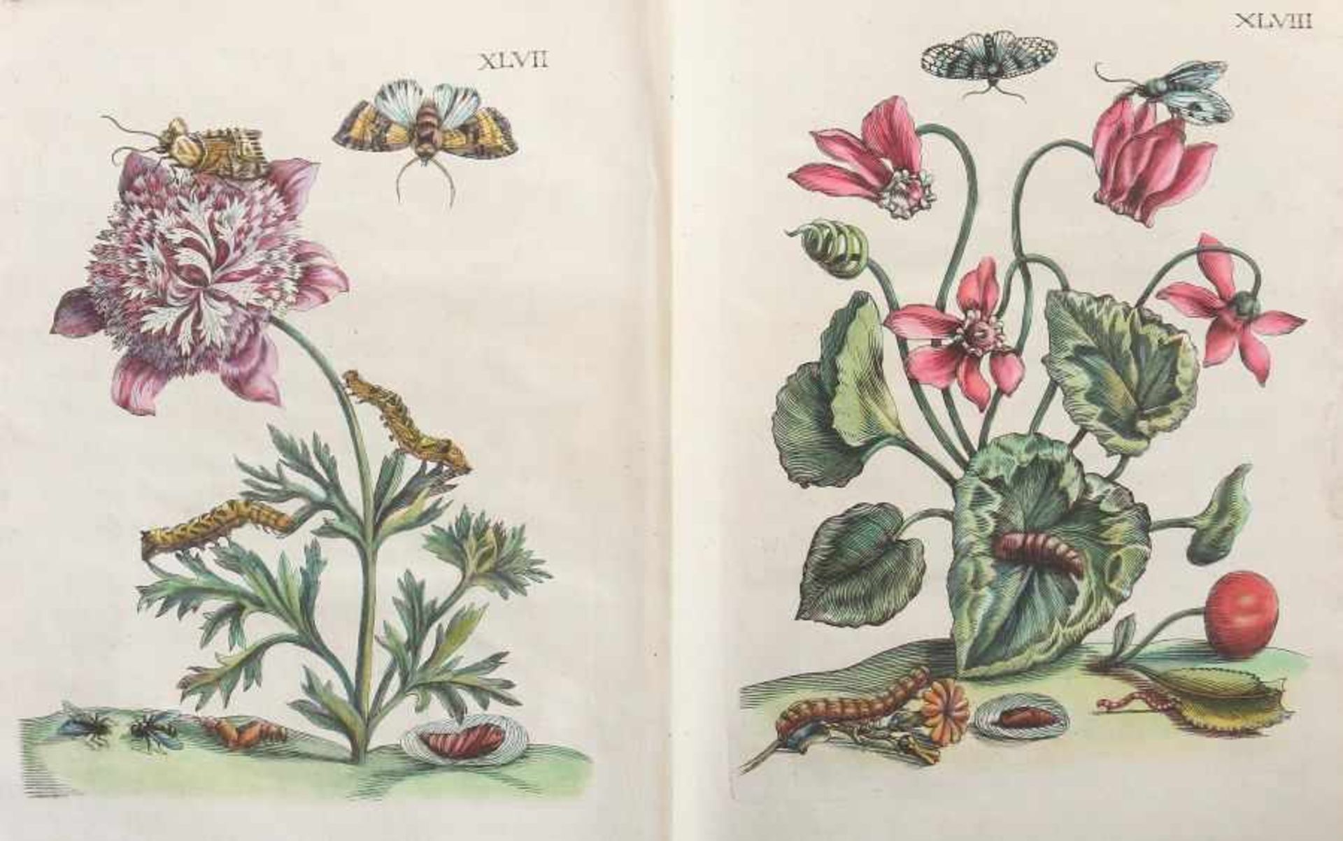 Merian, Maria Sybilla - Bild 13 aus 15