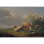 Coomans, Auguste belgischer Landschafts- und Tiermaler, tätig um 1877. "Schafe auf der Weide",