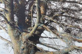 Künstler des 20. Jh. "Äste eines Baumes", naturalistische Darstellung in herbstlicher Stimmung,
