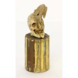 ''MEMENTO MORI 18th/19th century A skull eaten by a crow. Object from a curiosity cabinet,