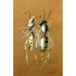 FALLER, LEO Freiburg 1902 - 1969 Karlsruhe Pair of Dancing Bees. Watercolour, signed. 31 x