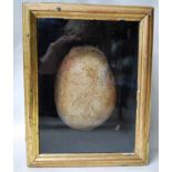 A 19th century Macabre, the top portion of a human skull displayed in a glass front box within a