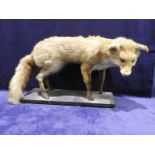 A taxidermy Fox mounted standing on a board