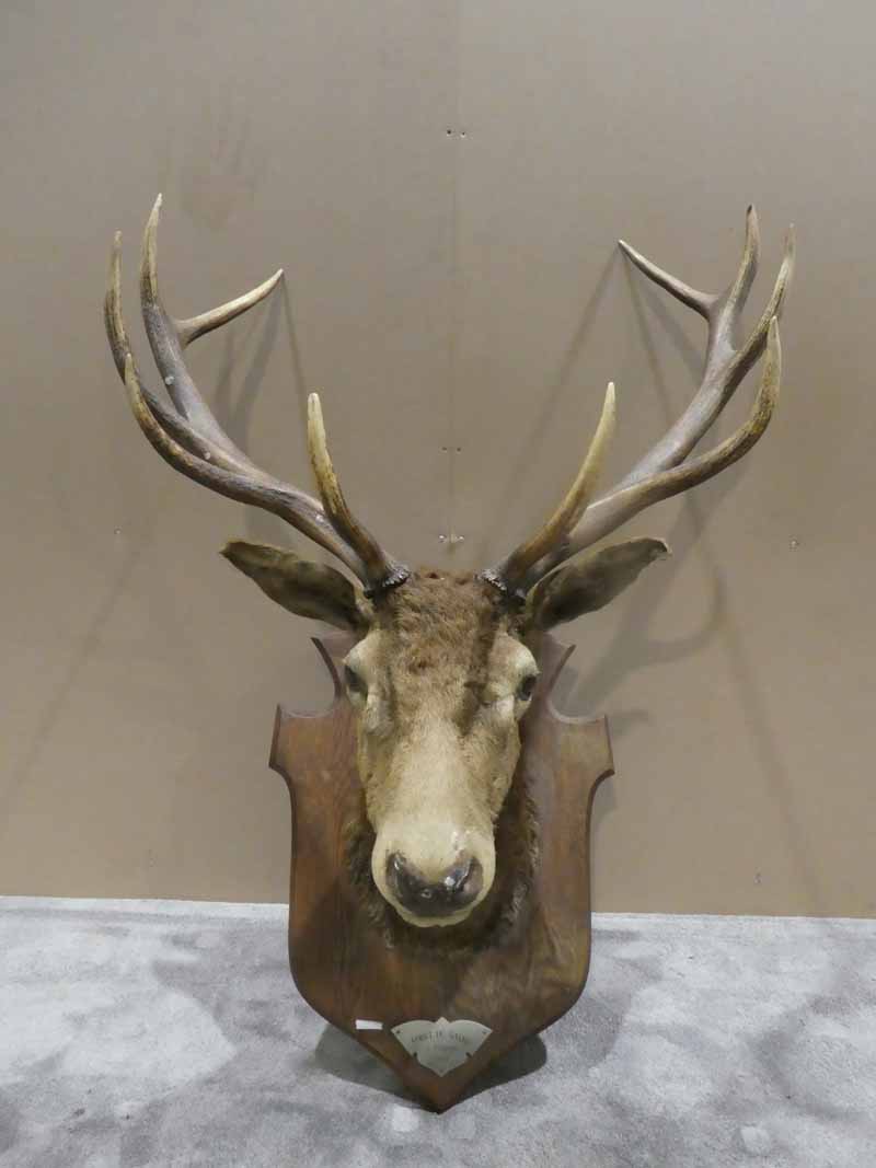 ATen-point Stag's Head mounted on an oak shield back, titled 'Foret du Garne' 2/2/1932