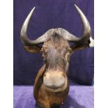 A Water Buffalo head mounted to hang on a wall