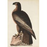 after JOHN JAMES AUDUBON (American 1785-1851) AN ELEPHANT FOLIO PRINT, "The Bird of Washington or