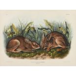 after JOHN JAMES AUDUBON (French/American 1785-1851) A HAND COLORED LITHOGRAPH, "Lepus Palustris,
