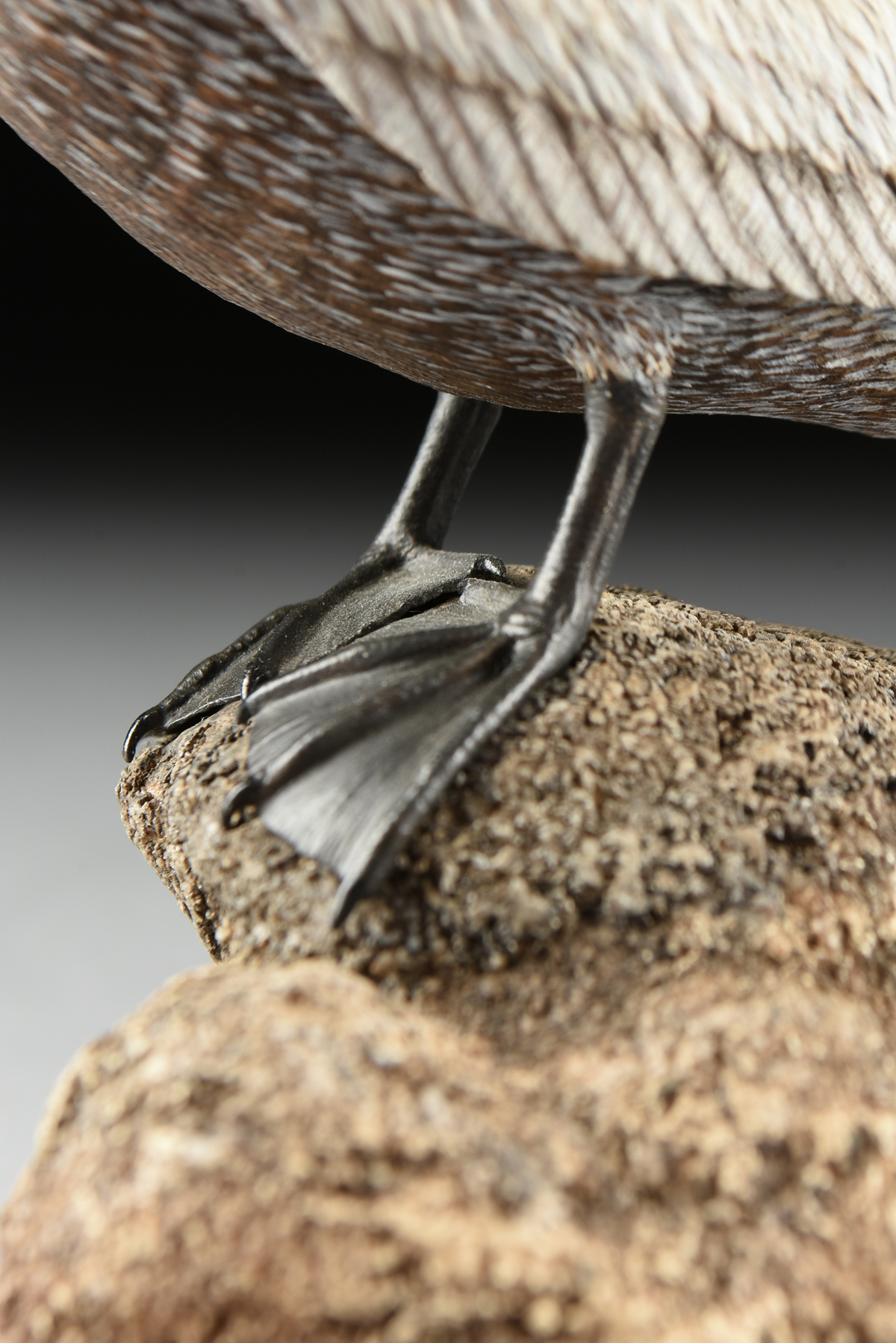 LIA RAHM (American 20th Century) A WOOD SCULPTURE, "Brown Pelican," 1984, the painted wood sculpture - Image 8 of 11