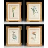 after PIERRE JOSEPH REDOUTÃ‰ (Belgian/French 1759-1840) A GROUP OF FOUR BOTANICAL PRINTS, hand