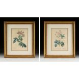 PIERRE JOSEPH REDOUTÃ‰ (Belgian/French 1759-1840) A PAIR OF BOTANICAL PRINTS, 1817 AND 1824, hand