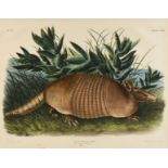 JOHN WOODHOUSE AUDUBON (American 1812-1862) A LITHOGRAPH, "Dasypus Peba. Desm. (Nine Banded