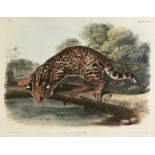 JOHN WOODHOUSE AUDUBON (American 1812-1862) A HAND COLORED LITHOGRAPH, "Felis Pardalis, Linn.(Ocelot