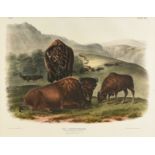 JOHN JAMES AUDUBON (American 1785-1851) A LITHOGRAPH, "Bos Americanus. Gmel. (American Bison on