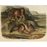 JOHN JAMES AUDUBON (American 1785-1851) A LITHOGRAPH, "Canis Latrans. Say.(Prairie Wolf. Males.),"