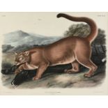JOHN WOODHOUSE AUDUBON (American 1812-1862) A LITHOGRAPH, "Felis Concolor, Linn. (The Cougar.