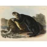 JOHN WOODHOUSE AUDUBON (American 1812-1862) A LITHOGRAPH, "Enhydra Marina, Erxleben.(Sea Otter.