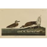 JOHN JAMES AUDUBON (American 1785-1851) A PRINT, "Wilson's Plover (Chardius Wilsoniu)," LONDON,