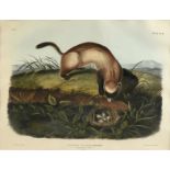 JOHN WOODHOUSE AUDUBON (American 1812-1862) A LITHOGRAPH, "Black Footed Ferret (Putorius Negripes,