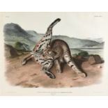 JOHN JAMES AUDUBON (American 1785-1851) A LITHOGRAPH, "Lynx Rufus., Var Maculatus, Horsfield &