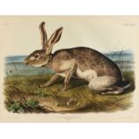 JOHN WOODHOUSE AUDUBON (American 1812-1862) A LITHOGRAPH, "Lepus Texianus. Aud. & Bach (Texian Hare.