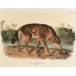 JOHN JAMES AUDUBON (American 1785-1851) A LITHOGRAPH, "Canus Lupus. Linn. Var Rufus (Red Texan