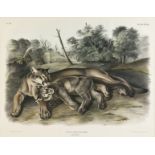 JOHN WOODHOUSE AUDUBON (American 1812-1862) A LITHOGRAPH, "Felis Concolor. Linn. (The Cougar. Female