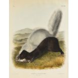 JOHN JAMES AUDUBON (American 1785-1851) A LITHOGRAPH, "Mephitis Mesoleuca. Licht. (Texan Skunk.