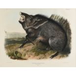 JOHN JAMES AUDUBON (American 1785-1851) A LITHOGRAPH, "Dycoteles Torquatus, F. Cuv (Collard Peccary.