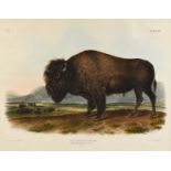JOHN JAMES AUDUBON (American 1785-1851) A LITHOGRAPH, "Bos Americanus. Gmel. (American Bison or