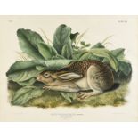 JOHN JAMES AUDUBON (American 1785-1851) A LITHOGRAPH, "Lepus Nigricaudatus, Bennet. (Black-tailed