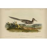 JOHN CASSIN (American 1813-1869) A PRINT, "The Ground Cuckoo (Texas Roadrunner)," PHILADELPHIA,