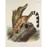 JOHN WOODHOUSE AUDUBON (American 1812-1862) A LITHOGRAPH, "Bassaris Astuta. Licht. (Ring-tailed