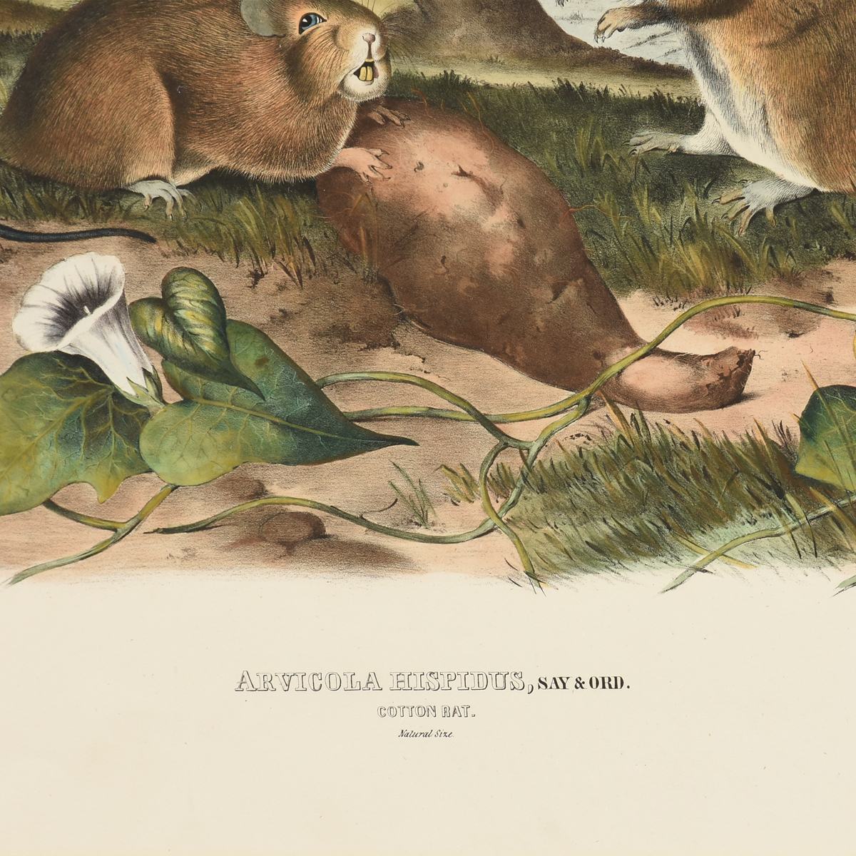 JOHN JAMES AUDUBON (American 1785-1851) A LITHOGRAPH, "Arvicola Hispidus, Say & Ord. (Cotton Rat. - Image 3 of 12