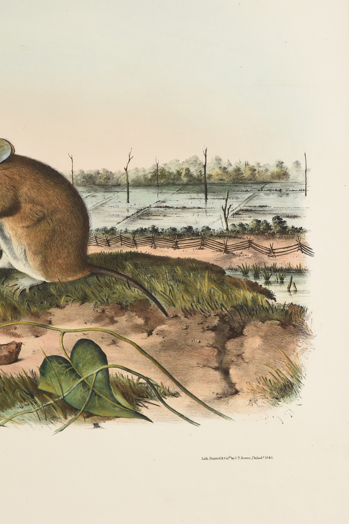 JOHN JAMES AUDUBON (American 1785-1851) A LITHOGRAPH, "Arvicola Hispidus, Say & Ord. (Cotton Rat. - Image 4 of 12