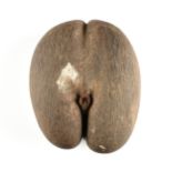 A VINTAGE COCO DE MER FERTILITY NUT, SEYCHELLES, 20TH CENTURY, a seedpod from the Lodoicea palm tree