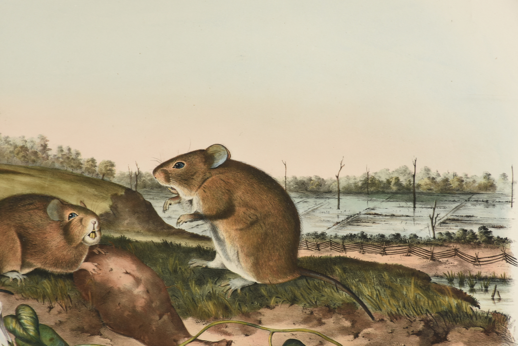 JOHN JAMES AUDUBON (American 1785-1851) A LITHOGRAPH, "Arvicola Hispidus, Say & Ord. (Cotton Rat. - Image 7 of 12