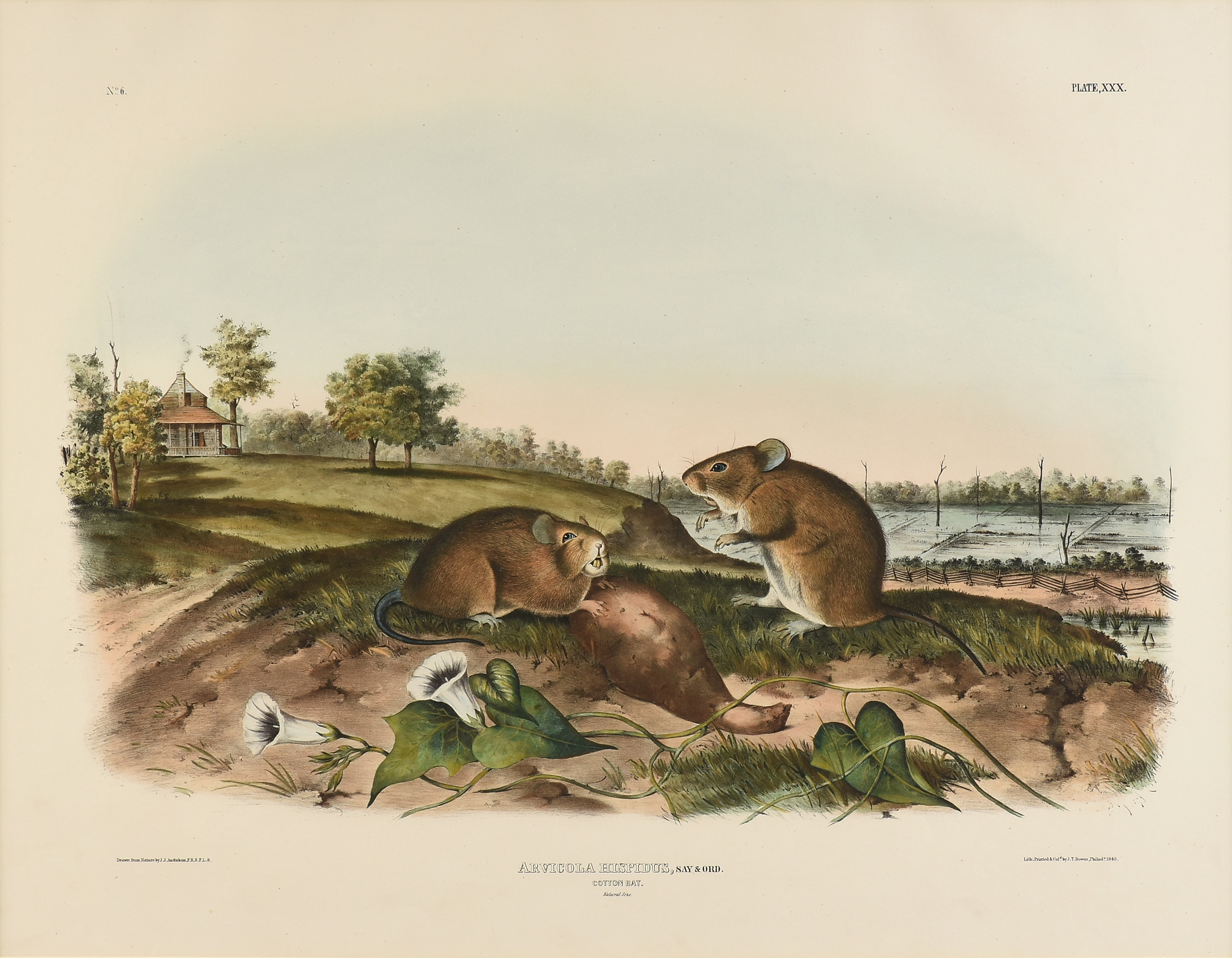 JOHN JAMES AUDUBON (American 1785-1851) A LITHOGRAPH, "Arvicola Hispidus, Say & Ord. (Cotton Rat.
