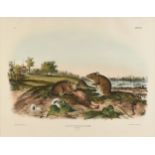 JOHN JAMES AUDUBON (American 1785-1851) A LITHOGRAPH, "Arvicola Hispidus, Say & Ord. (Cotton Rat.