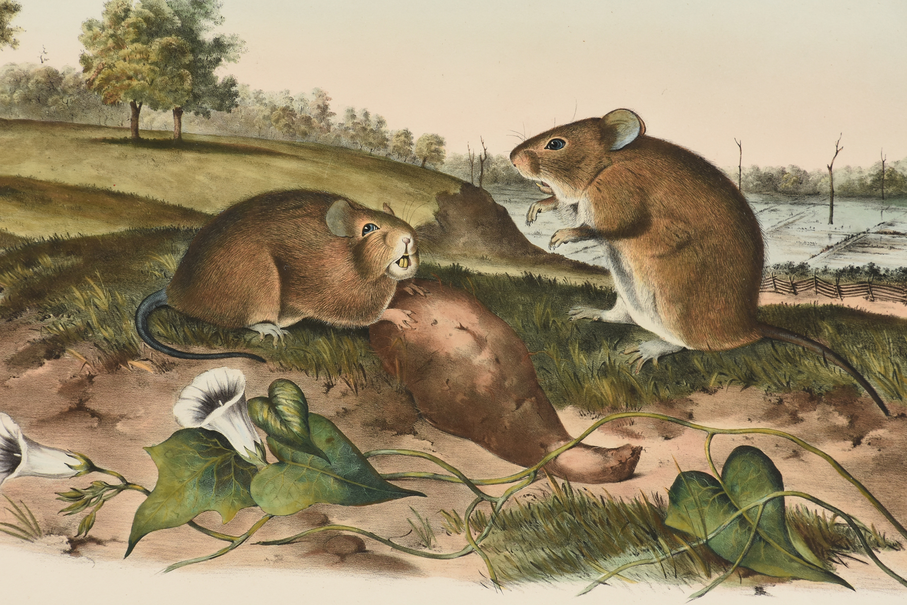 JOHN JAMES AUDUBON (American 1785-1851) A LITHOGRAPH, "Arvicola Hispidus, Say & Ord. (Cotton Rat. - Image 5 of 12