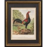 Three Prints of Prize-winning Birds from Cassell's Poultry Book:, Pair of Houdans, "Young Champion"