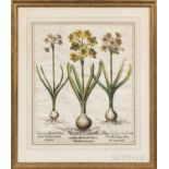 Basilius Besler (German, 1561-1629), Two Botanical Engravings with Hand-coloring: Narcissus Polyanth