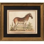 Two Framed Antique Prints:, George Edwards (British,1694-1773), Zebra femina...Drawn from the living