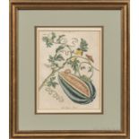 Two Late 18th Century Botanical Prints:, The Water Melon and The Ananas Pine Apple Plant, Ananas sig