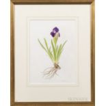 Victoria Goaman (British, b. 1951), Two Works: Iris reticulata hybrid and Iris species, Signed "Vict