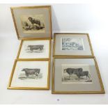 A pair of Cattle engravings Duke and Duchess of Gloucester 12 x 18cm, and three other cattle and