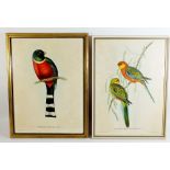A pair of prints of parrots after Gould - 39 x 29cm